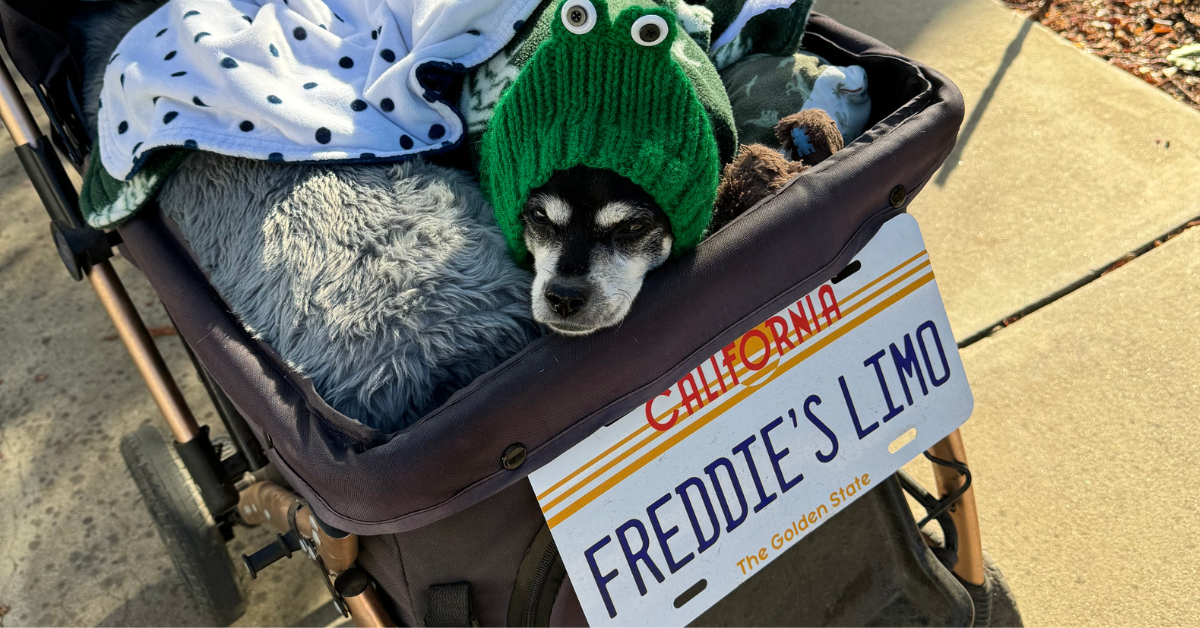 An introduction to My Freddie Life