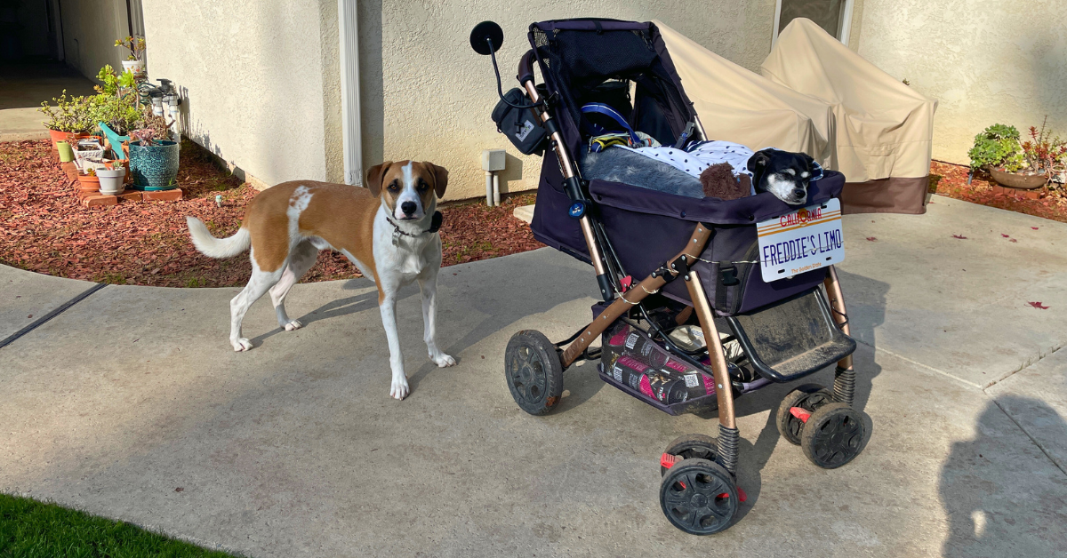 My Ultimate Special Needs Dog Mom Stroller Set Up