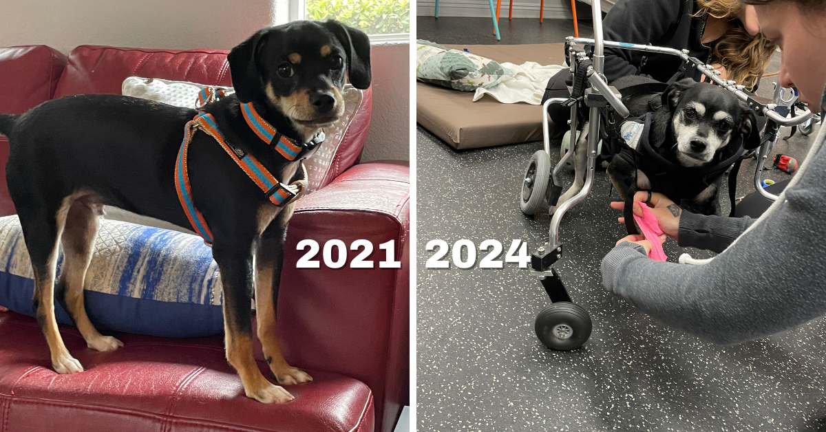 Immobile in a Mobile World: Tips and Tools for Transporting a Special Needs Pup